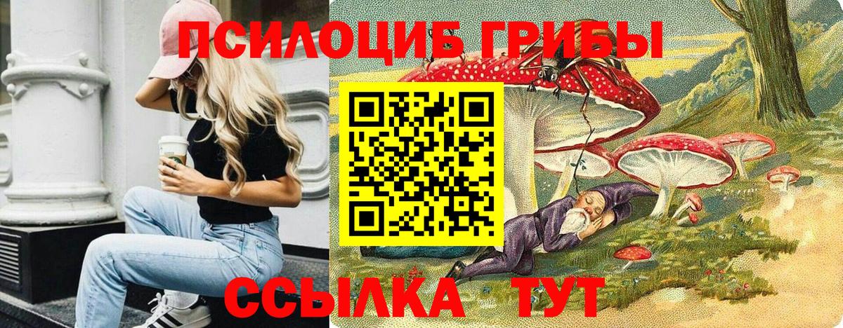 купить закладку  Вход с VPN  Малгобек  Псилоцибиновые грибы Psilocybine cubensis 