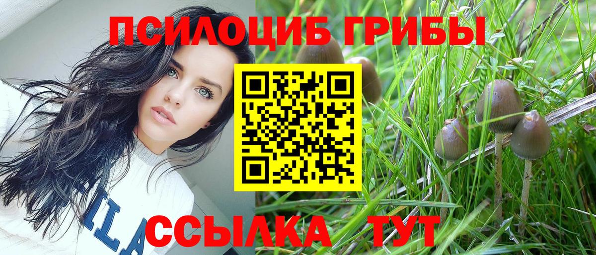Галлюциногенные грибы Psilocybine cubensis Малгобек